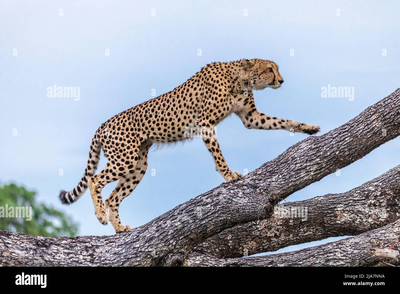 Tree-climbing cheetah in Okavango Delta Stock Photo