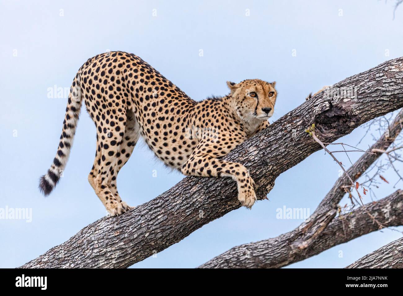 Treeclimbing cheetah in Okavango Delta Stock Photo Alamy
