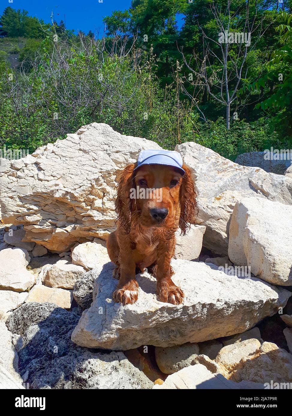 Cute three month old male puppy cocker spaniel dog lying on a deck