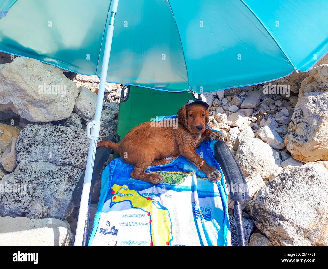 Cute three month old male puppy cocker spaniel dog lying on a deck
