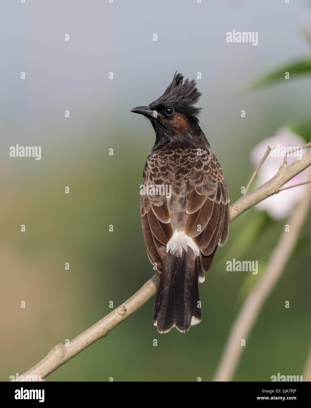 The red-vented bulbul is a member of the bulbul family of passerines. It is a resident breeder across the Indian subcontinent, including Sudan extendi Stock Photo
