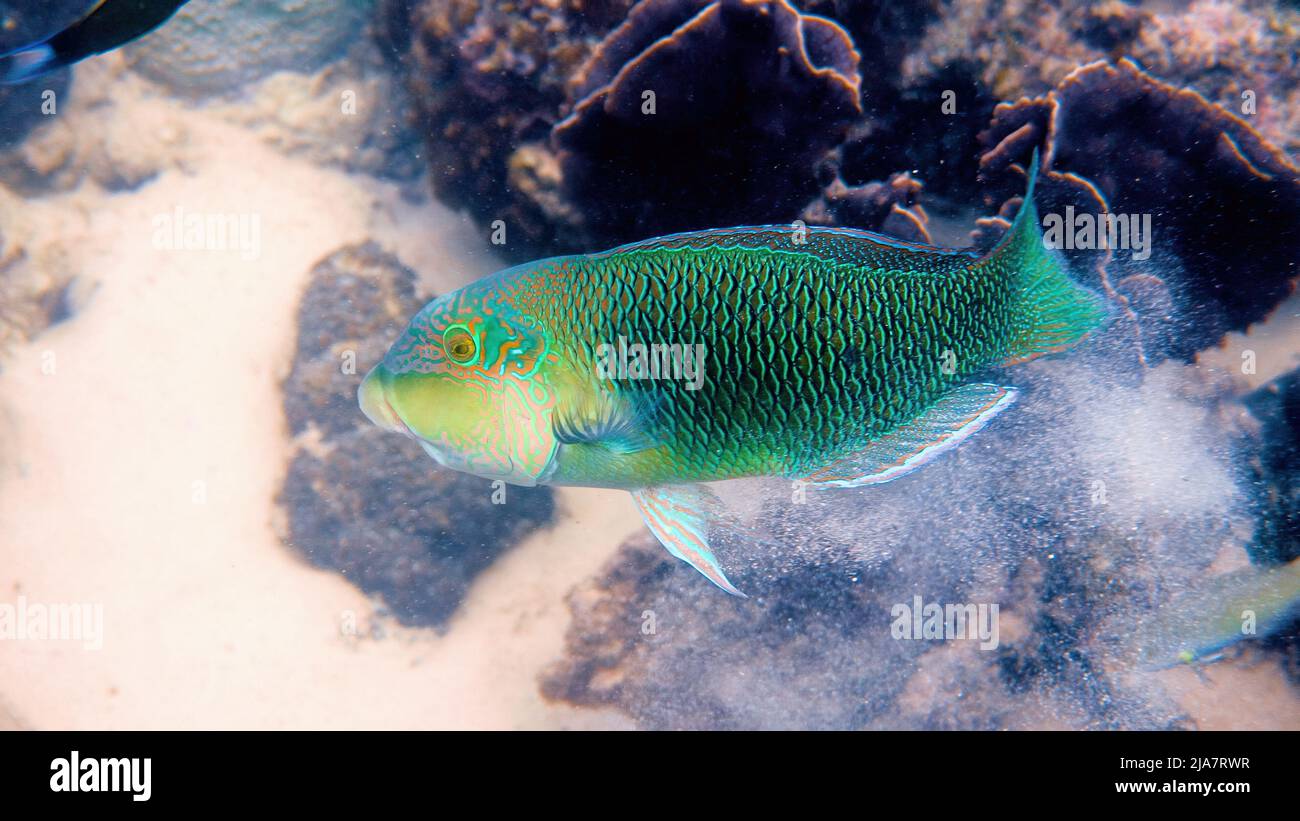Half and half thicklip wrasse spits or Hemigymnus melapterus swimming among reef corals. Underwater photo of colorful tropical fish from scuba diving Stock Photo