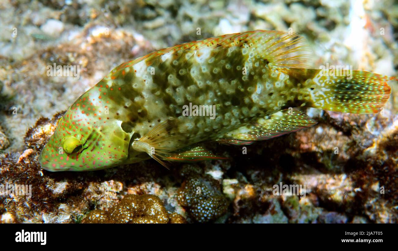 Underwater photo of Cheilinus trilobatus or Tripletail wrasse swimming among coral reefs in Andaman Sea. Tropical sea fish on snorkeling or dive on Stock Photo