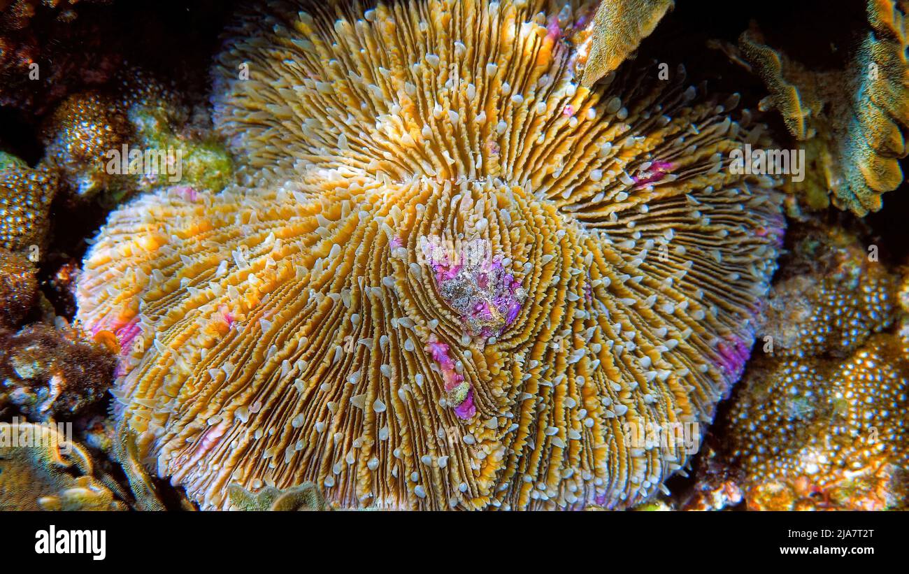 Mushroom coral or Fungia fungites on the tropical coral reef. Beautiful bright colours coral with white and pink spots. Amazing underwater wild world Stock Photo