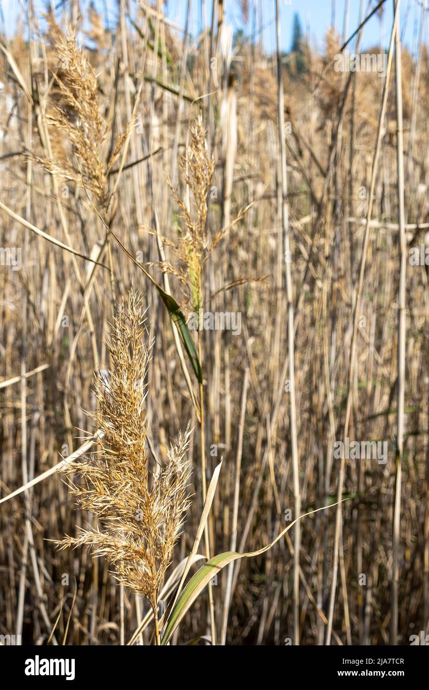Background reeds wild geese hi-res stock photography and images - Alamy