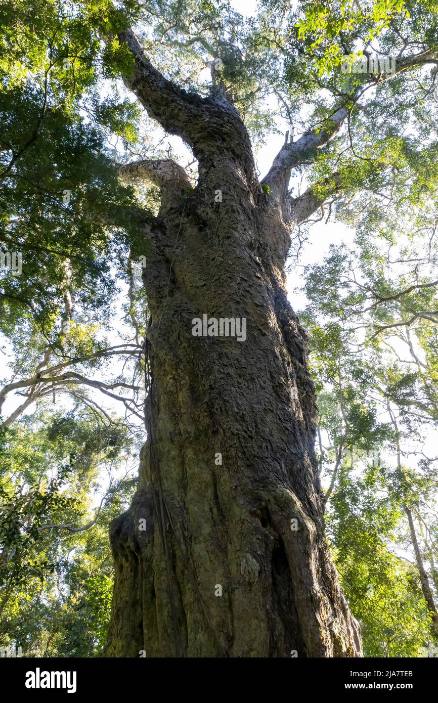 Known as the Woodville Big Tree, this 800+ year old griant yellowwood tree stand in the Wilderness protion of the Knysna Forest on the Garden Route, W Stock Photo