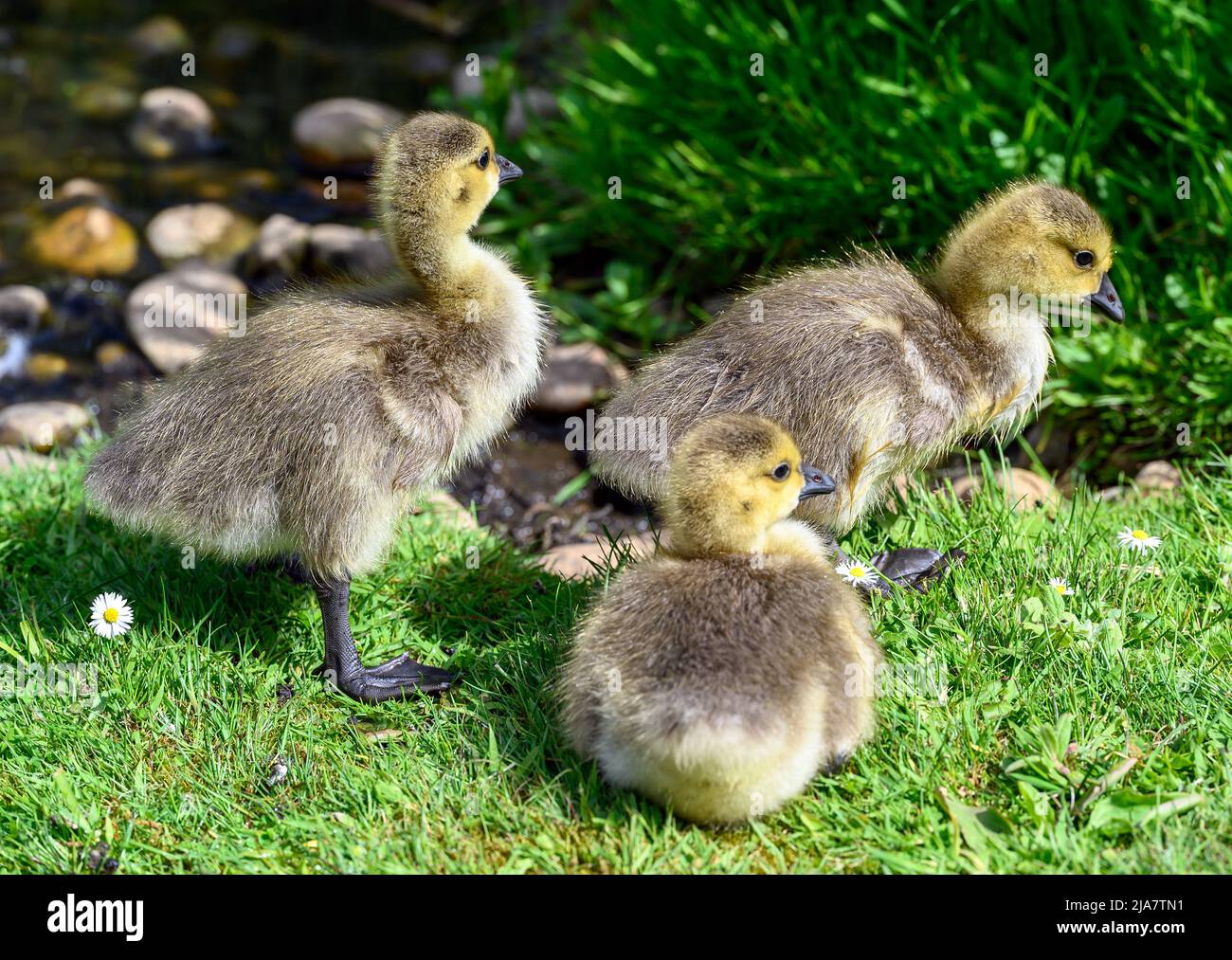 Goslings of the Canada goose (Branta canadensis) walk on the grass beside a pond. Canada goose goslings seen in Kent, UK. Stock Photo