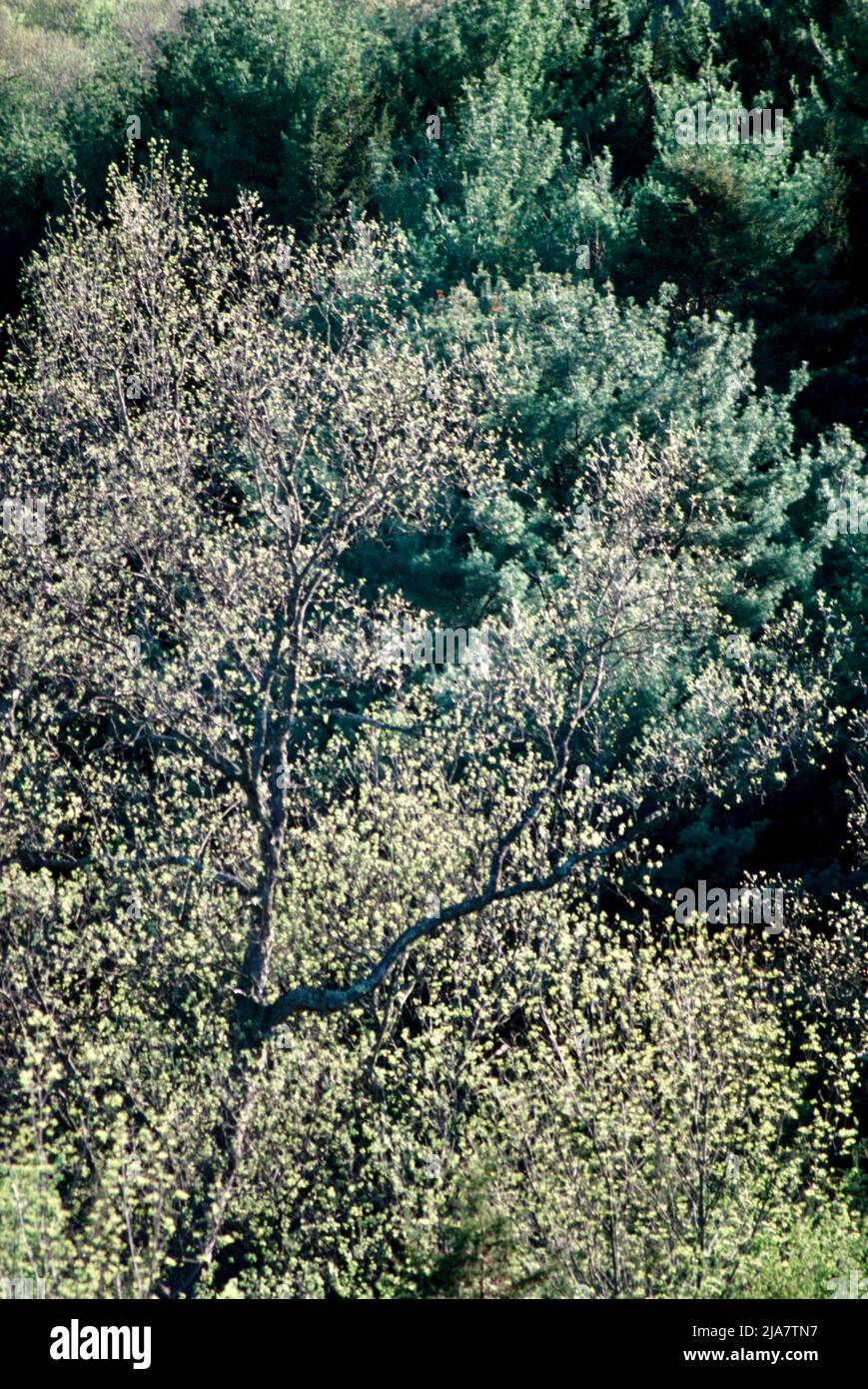 Springtime colors in Saugerties, NY, USA 1988 Stock Photo
