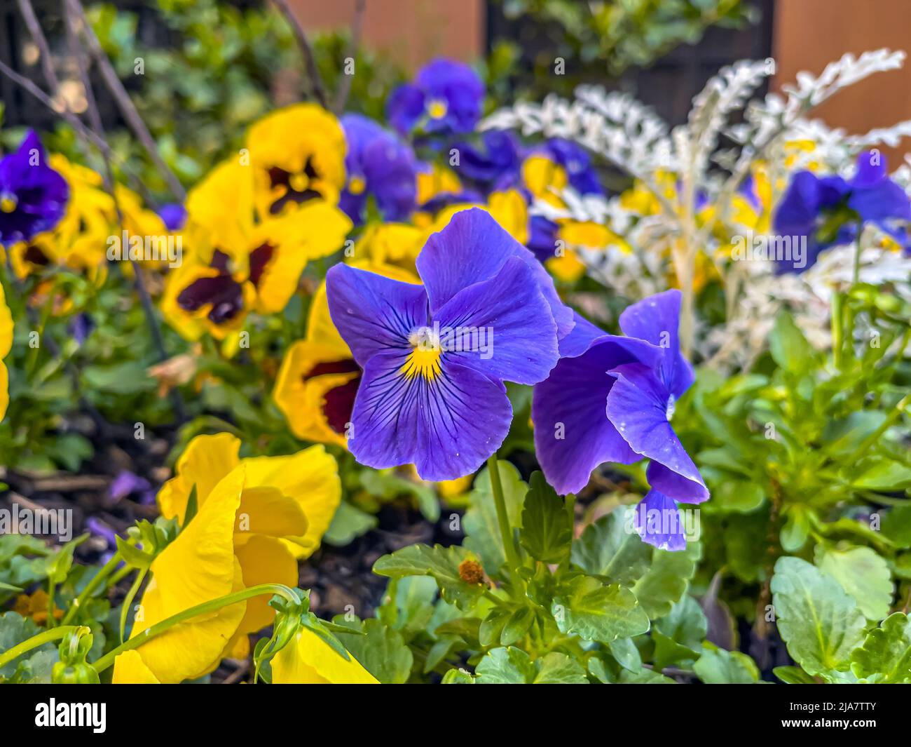 garden pansy ,Viola is a type of largeflowered hybrid plant cultivated