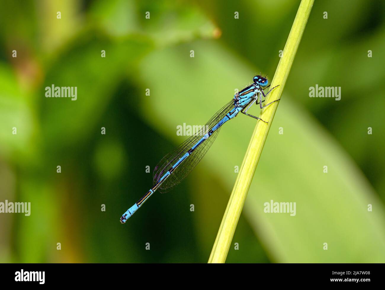 A male azure damselfly (Coenagrion puella) sitting on a reed. Stock Photo