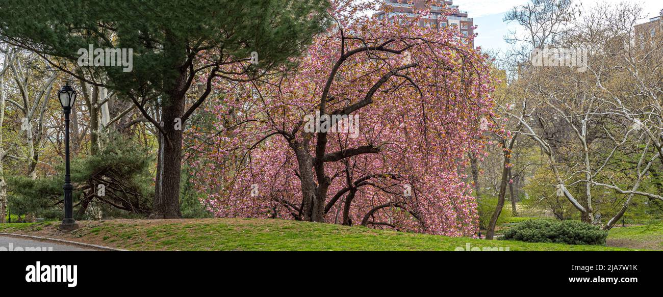 Spring in Central Park, New York City Stock Photo