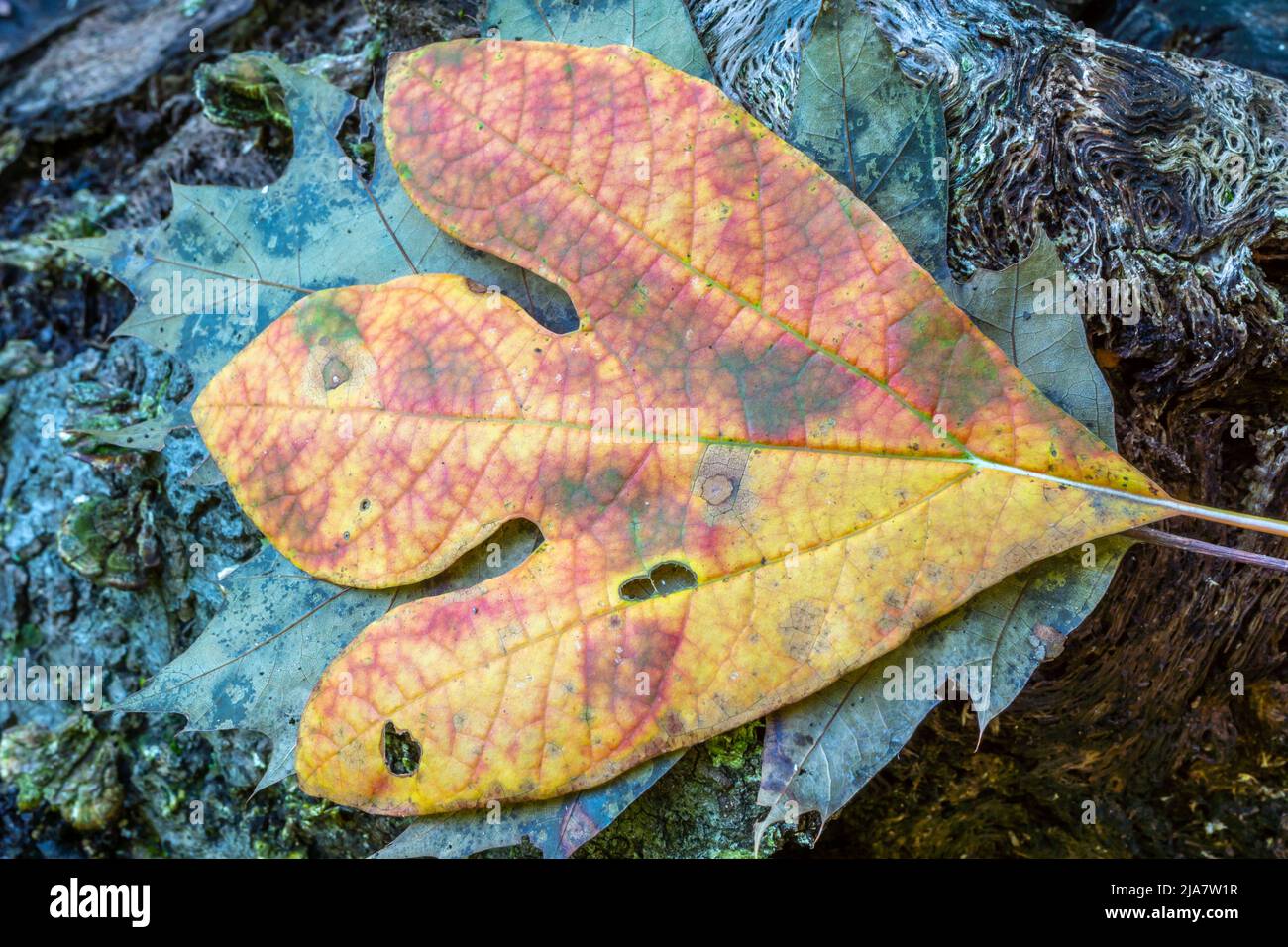 Autumn fall foliage in forest Stock Photo - Alamy