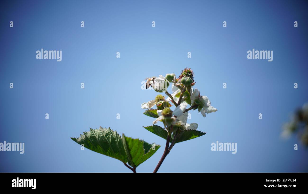 Bees on white raspberry flowers Stock Photo