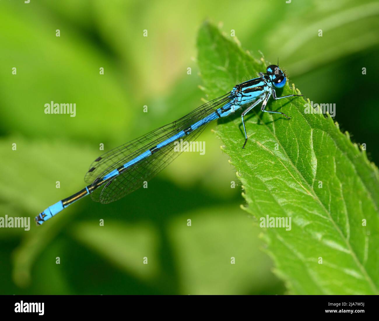 Green eyes damselfly zygoptera hi-res stock photography and images - Alamy
