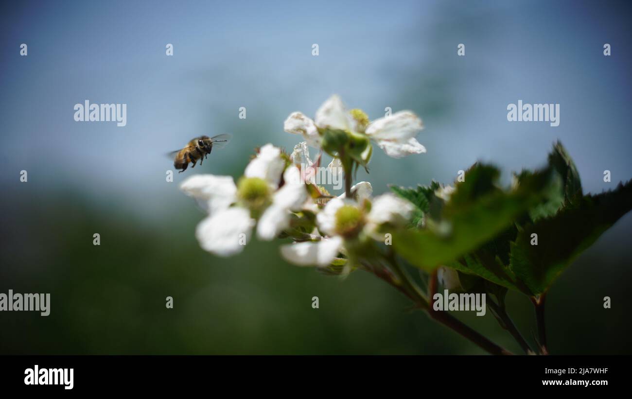 Bees on white raspberry flowers Stock Photo