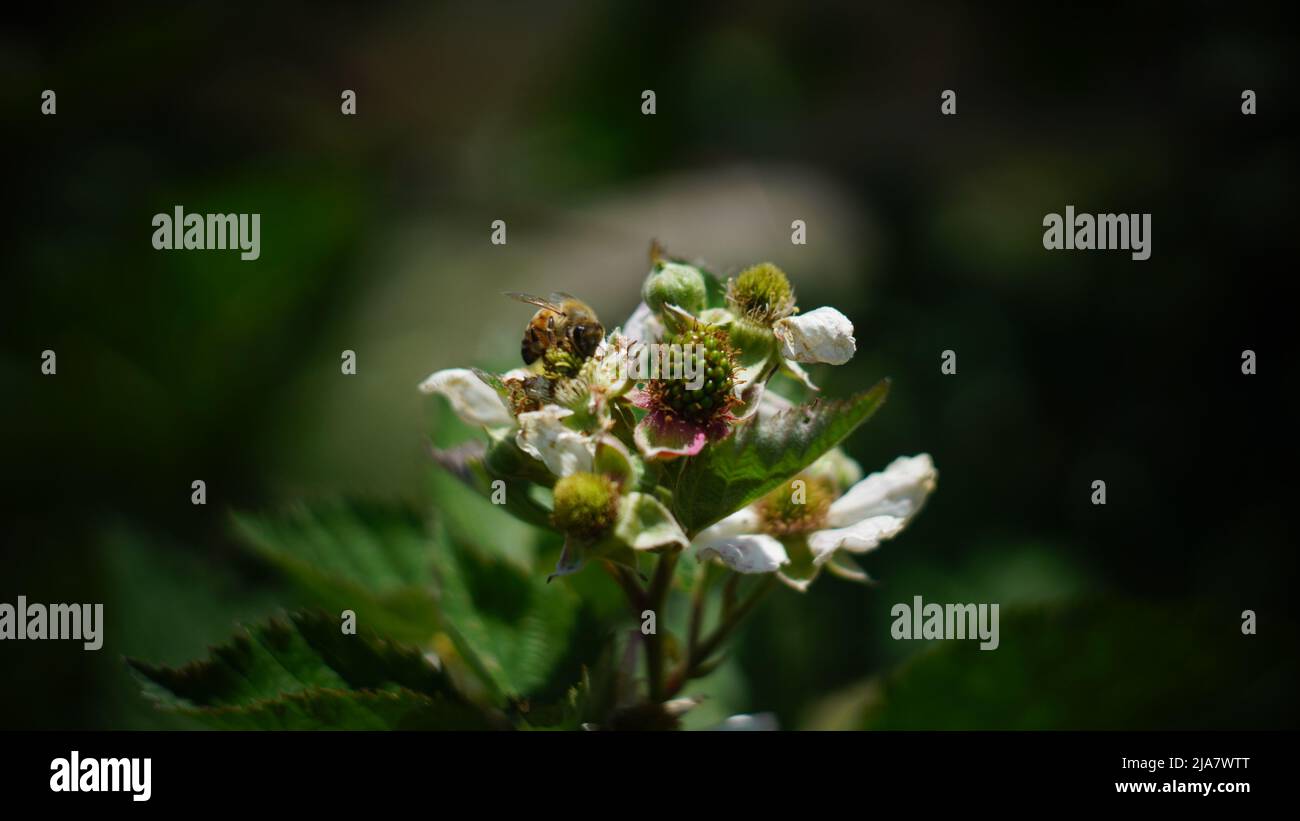 Bees on white raspberry flowers Stock Photo