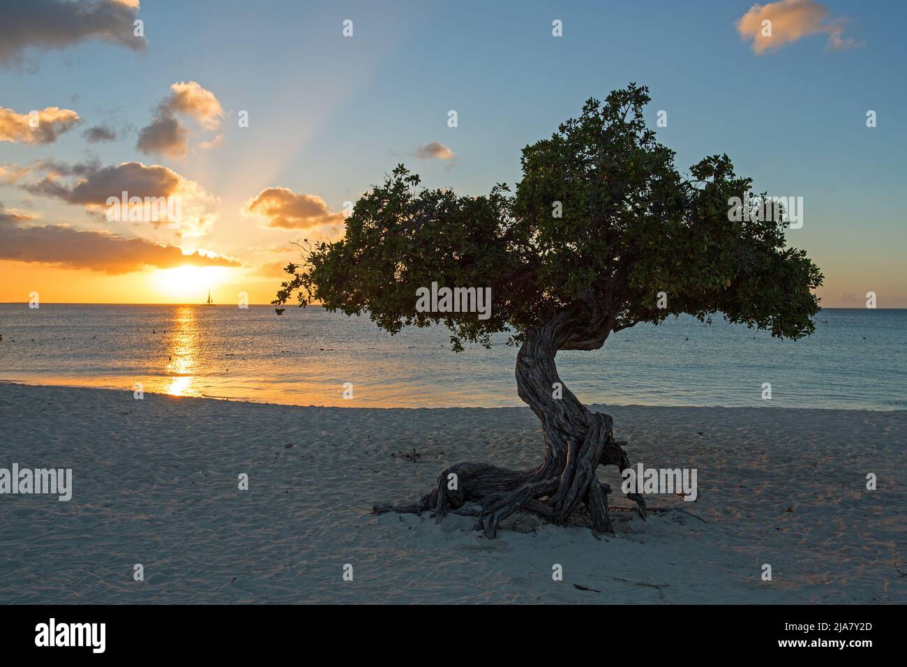 Divi divi tree on Eagle beach on Aruba island in the Caribbean Sea Stock Photo