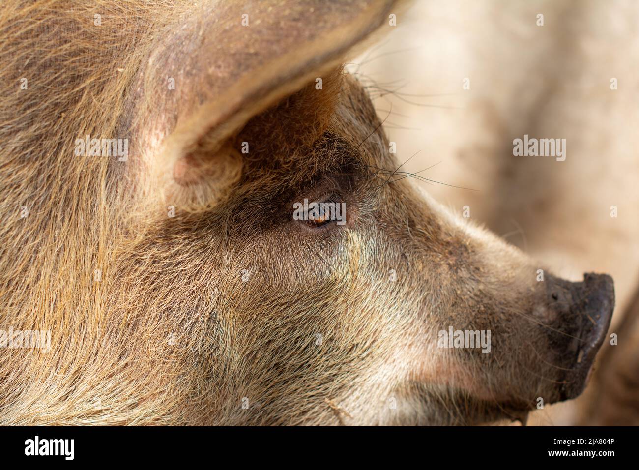 Pig head. Close up. Selective focus. Stock Photo