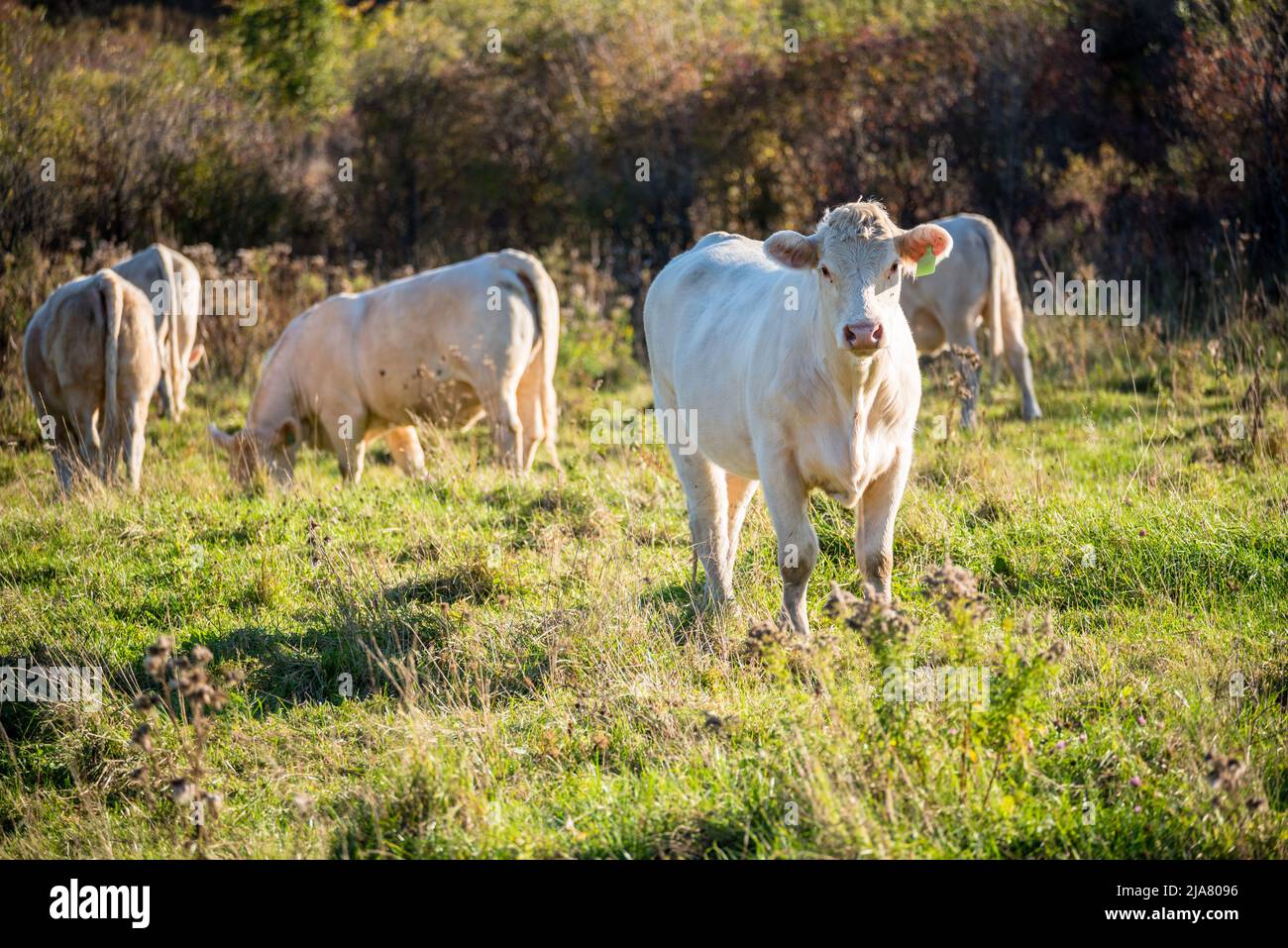 Herd of cows out to pasture in warm sunset light Stock Photo