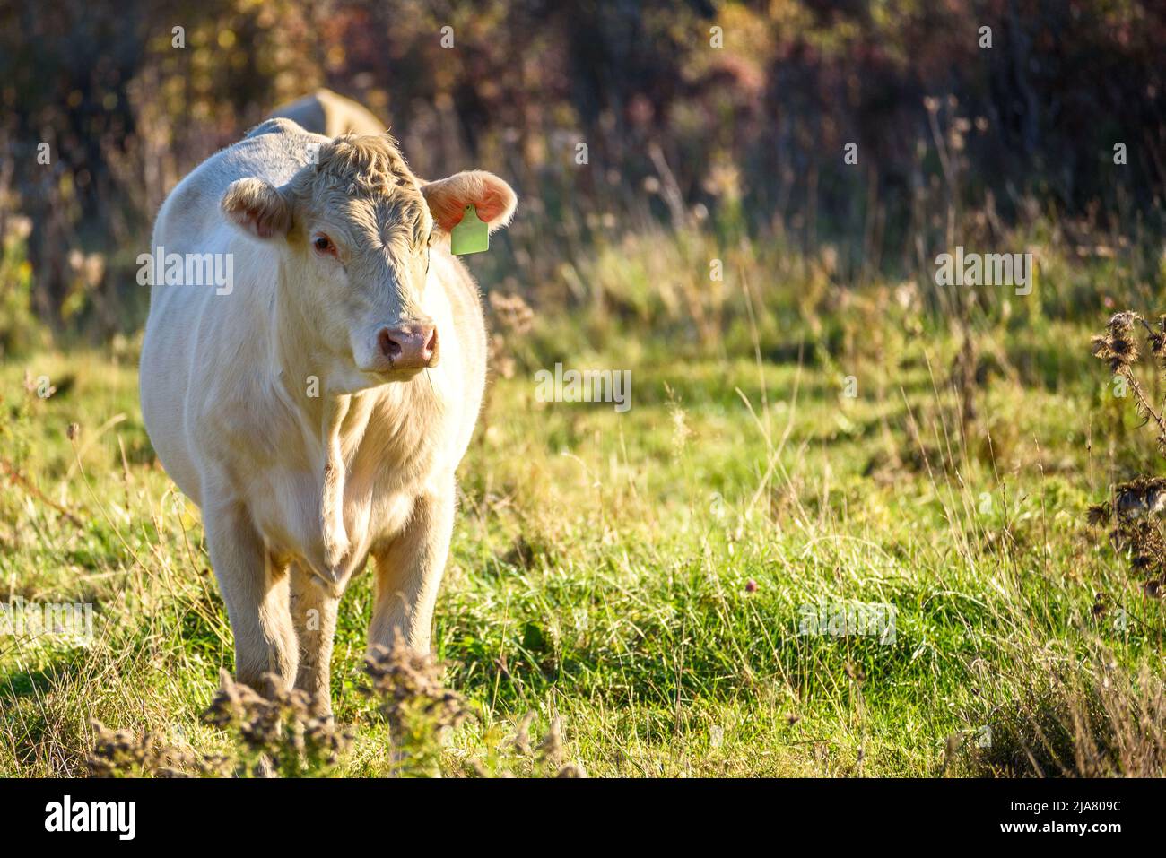 Cow in a meadow at sunset in autumn Stock Photo
