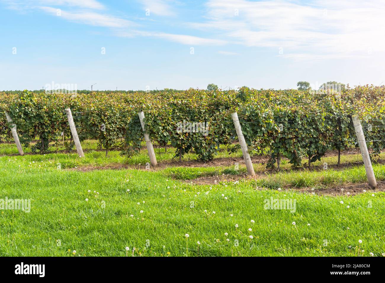 Vineyard on a sunny autumn day Stock Photo
