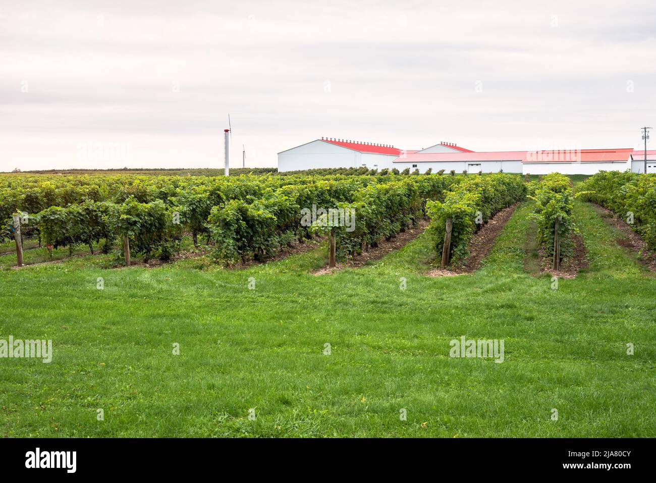 Rows of grapevines in a winery on a cloudy autumn day Stock Photo