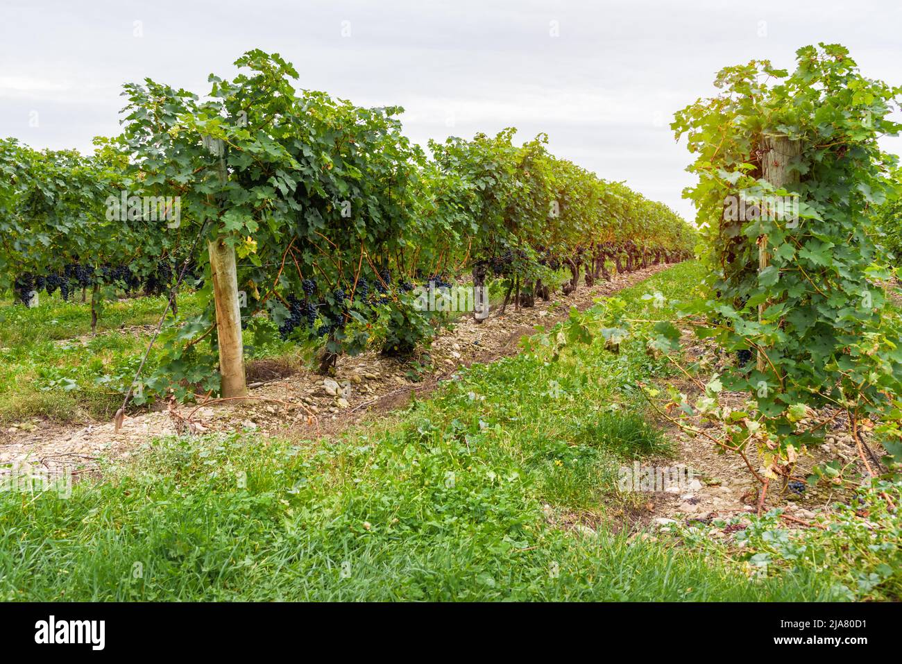 Grapes ready to be harvested in a vineyard on a cloudy autumn day Stock Photo