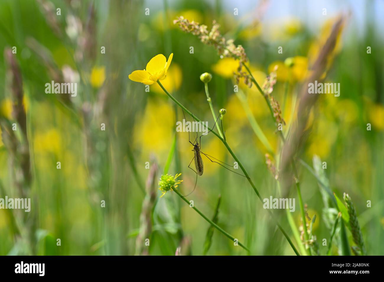 Meadow Crane - Large gnat on a buttercup in a green meadow Stock Photo