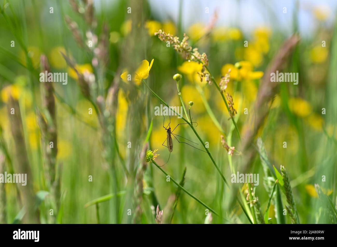 Meadow Crane - Large gnat on a buttercup in a green meadow Stock Photo