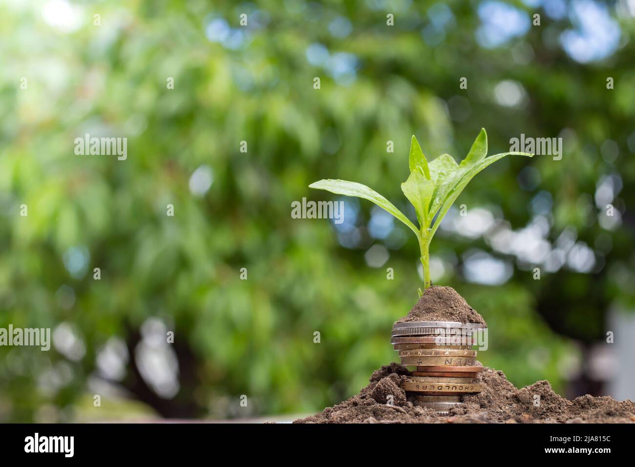 Small tree growing from a stack of coins with foliage background Stock ...