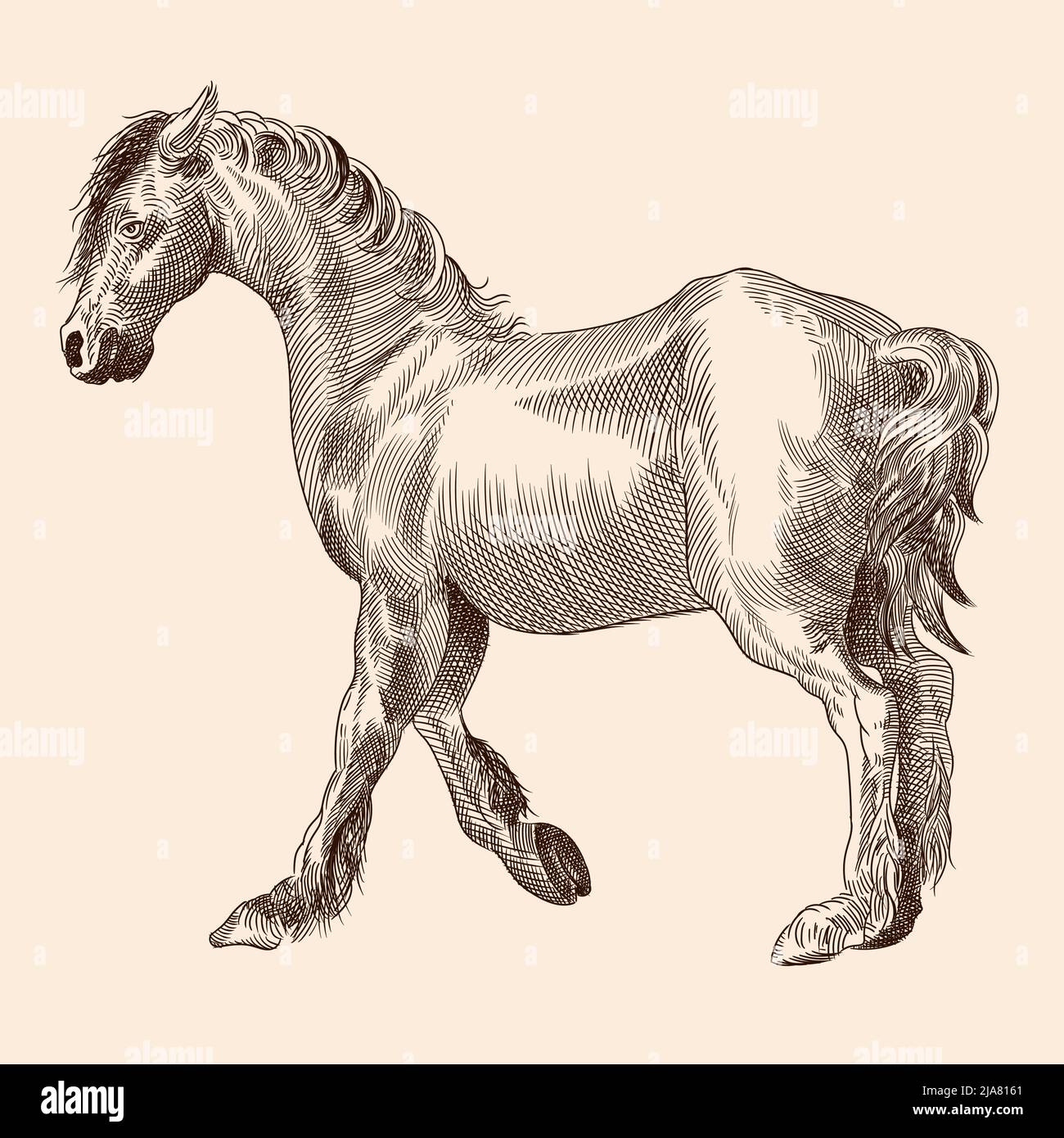 A thin horse without a saddle. Vector image of a medieval engraving on a beige background. Stock Vector