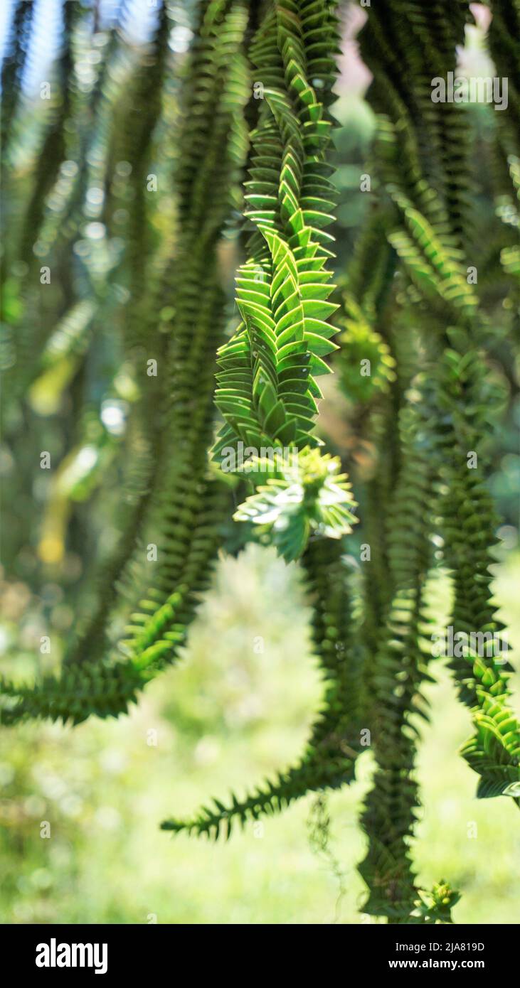 Beautiful leaves of Araucaria araucana also known as Monkey puzzle tree, Araucaria, Chilean pine etc. Natural background image. Stock Photo