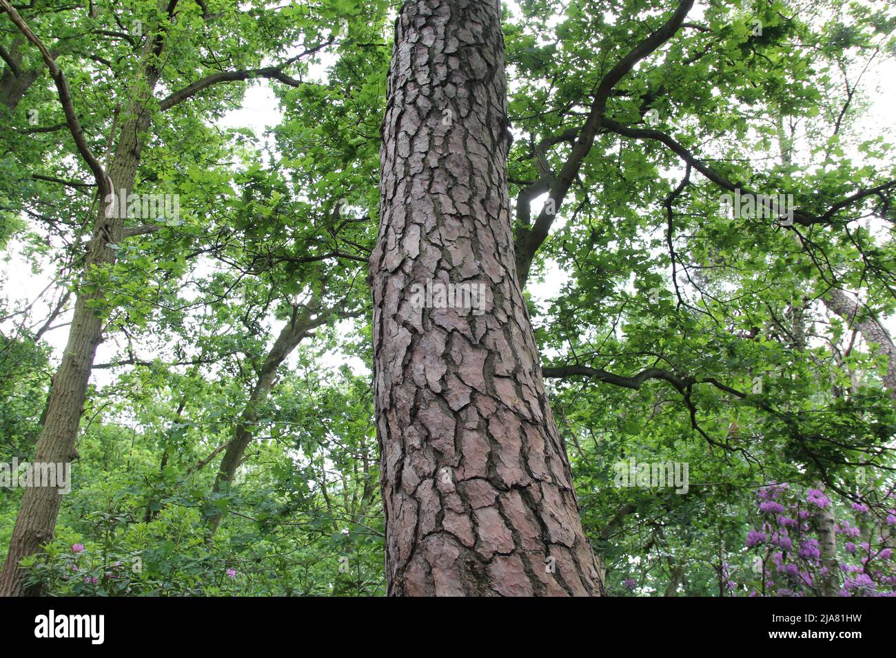 an old long grooved bark of a pine tree and green leaves in a forest closeup Stock Photo