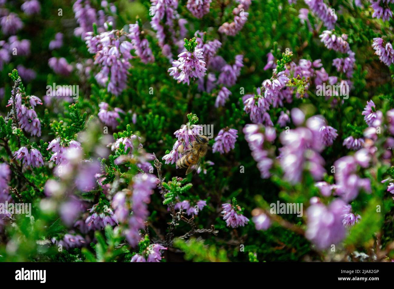 Hairy-footed flower bee / Honey Bee (Anthophora plumipes) feeding on Scotch Heater (Calluna Vulgaris) Stock Photo