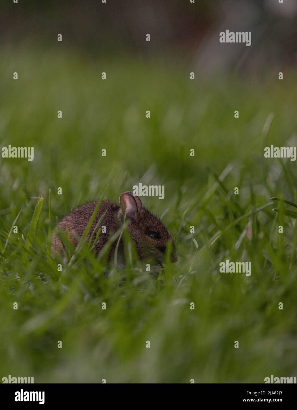 Long-tailed / Common field Mouse (apodemus sylvaticus), hiding amongst blades of grass. Stock Photo