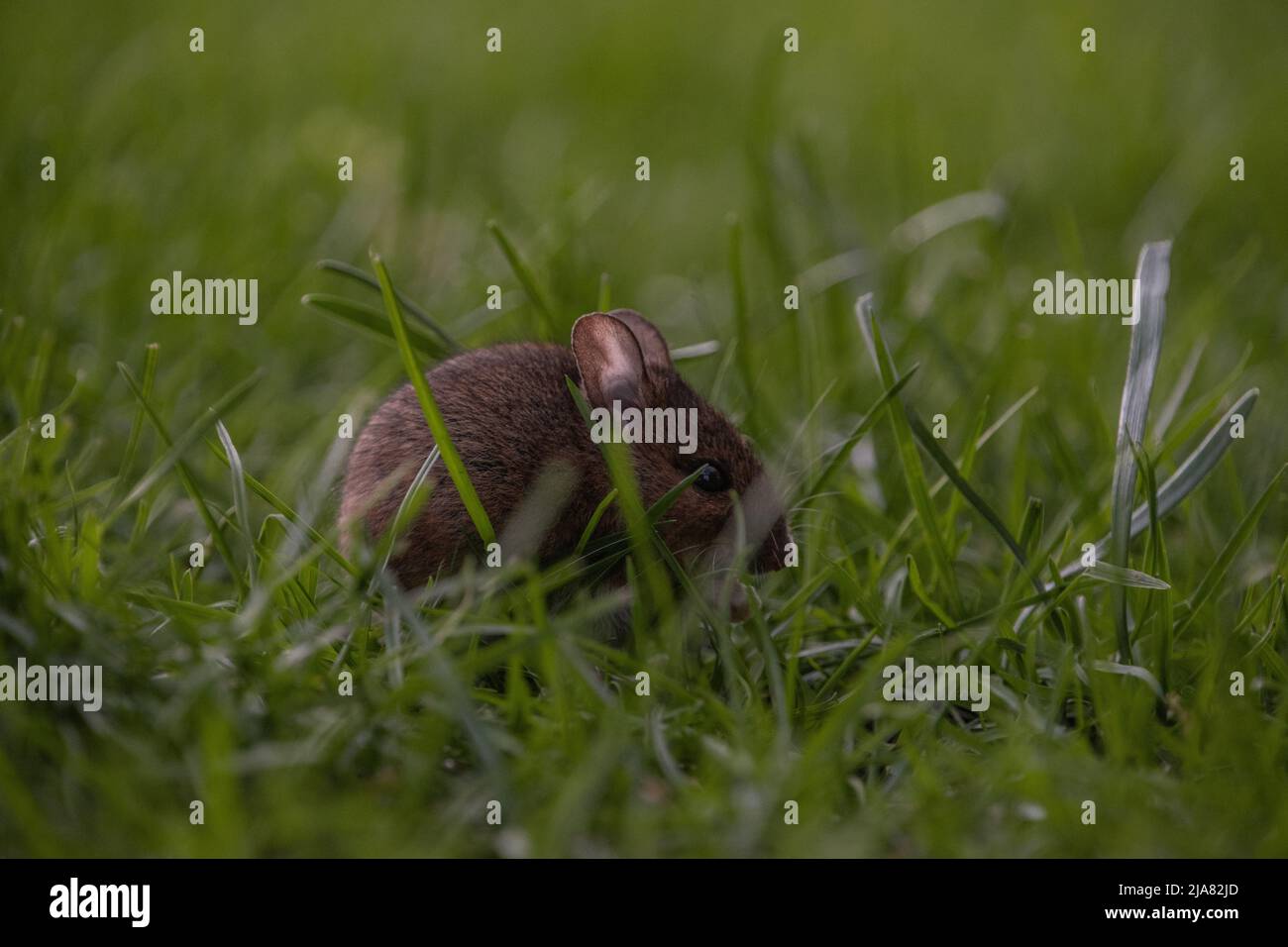 Long-tailed / Common field Mouse (apodemus sylvaticus), hiding amongst blades of grass. Stock Photo