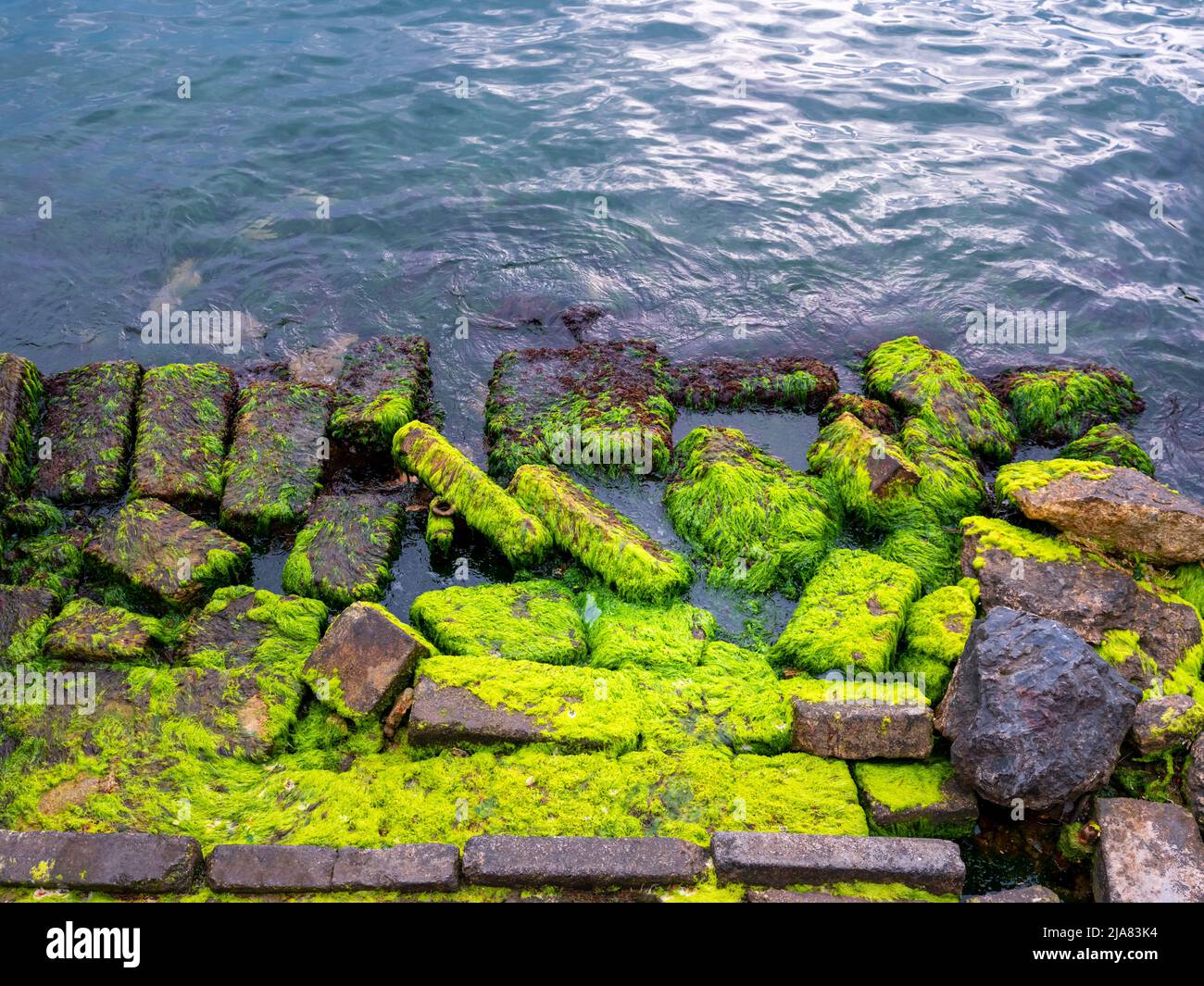 Mossy covered rocks sea hi-res stock photography and images - Alamy