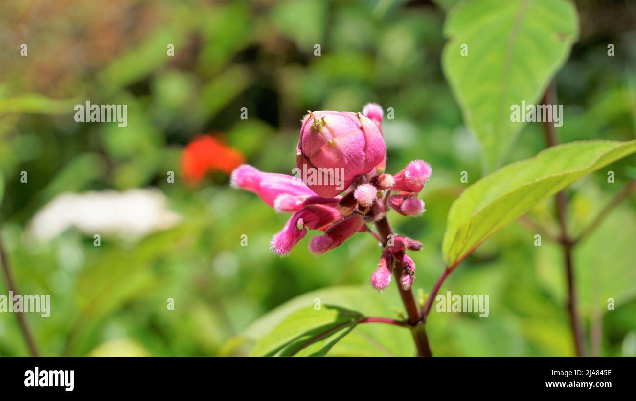 Beautiful flower with buds of Salvia involucrata also known as rosy leaf sage. Spotted in ooty government botanical gardens, India Stock Photo