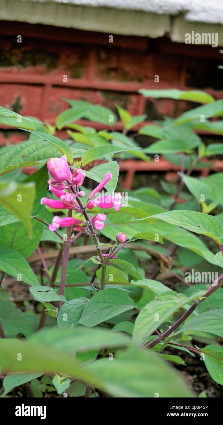 Beautiful flower with buds of Salvia involucrata also known as rosy leaf sage. Spotted in ooty government botanical gardens, India Stock Photo