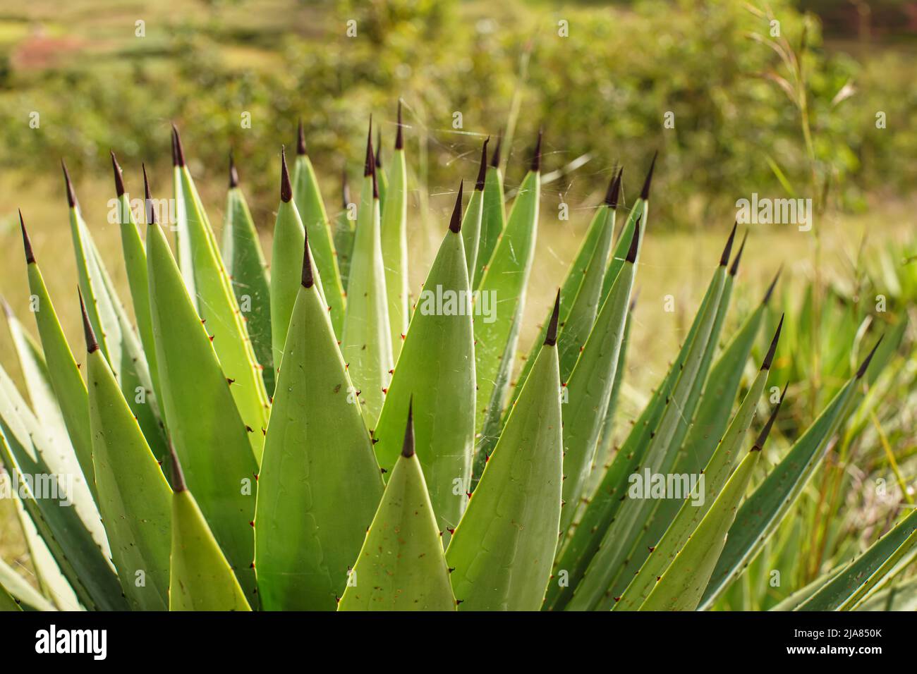 Detail to black spine agave leaves with dark tips on sunny day Stock Photo