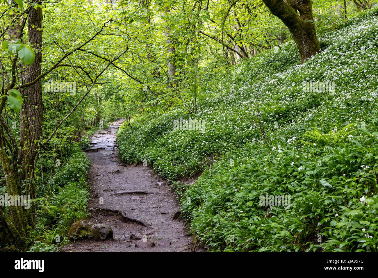 Wild garlic in woodland, captured from a path on the Waterfalls Trail near the village of Ingleton, Yorkshire Dales, England, Uk Stock Photo