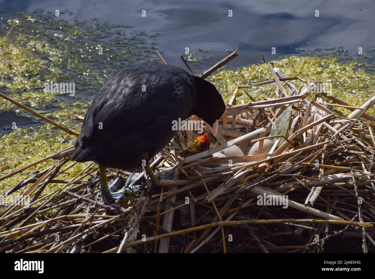 London, UK. 28th May 2022. Eurasian coot (Fulica atra) mother with newborn chicks in a nest in Kensington Gardens. Credit: Vuk Valcic/Alamy Live News Stock Photo