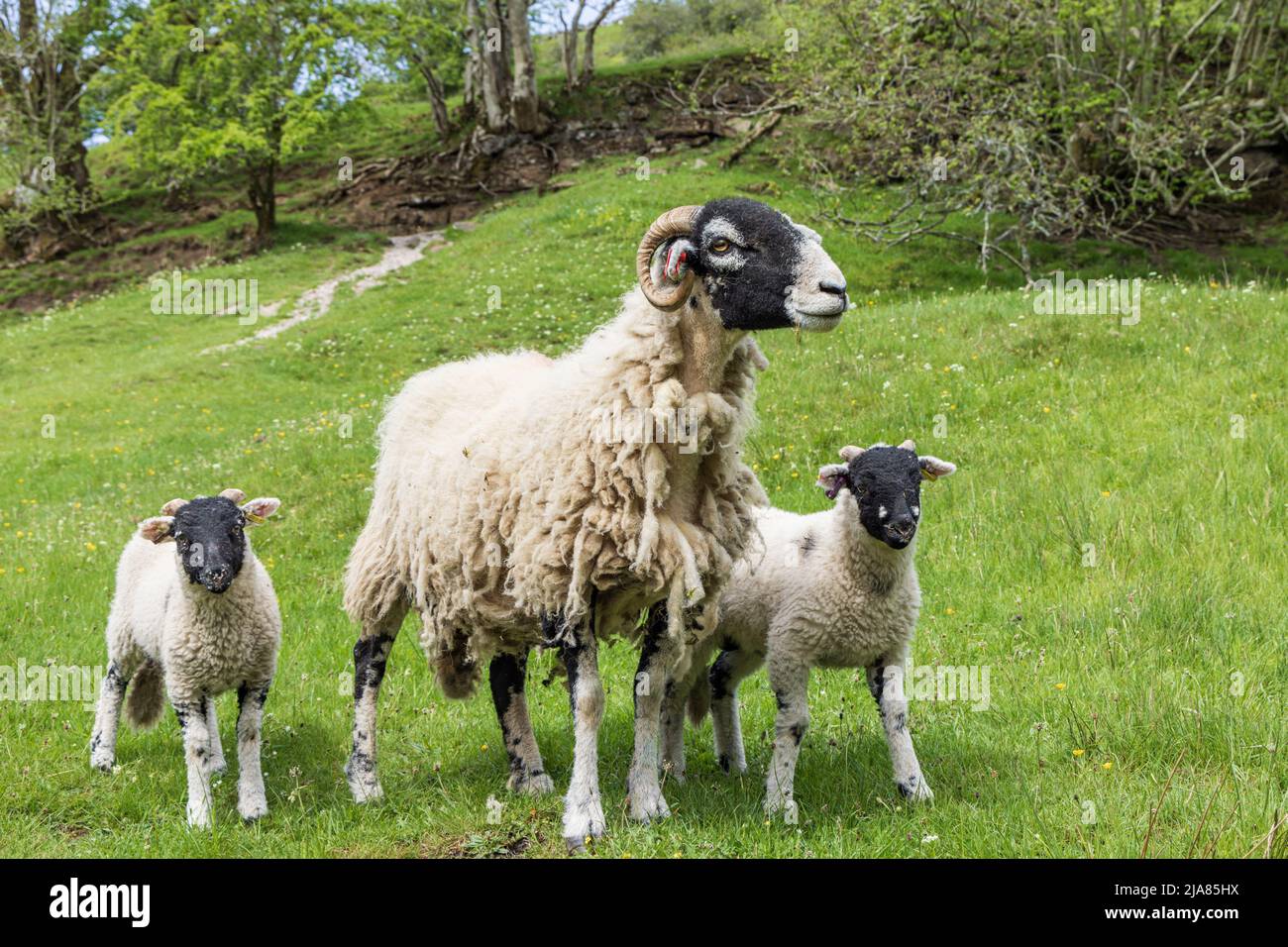 A Swaledale ewe and her lambs near Keld in Swaledale, Yorkshire Dales National Park, England, Uk Stock Photo