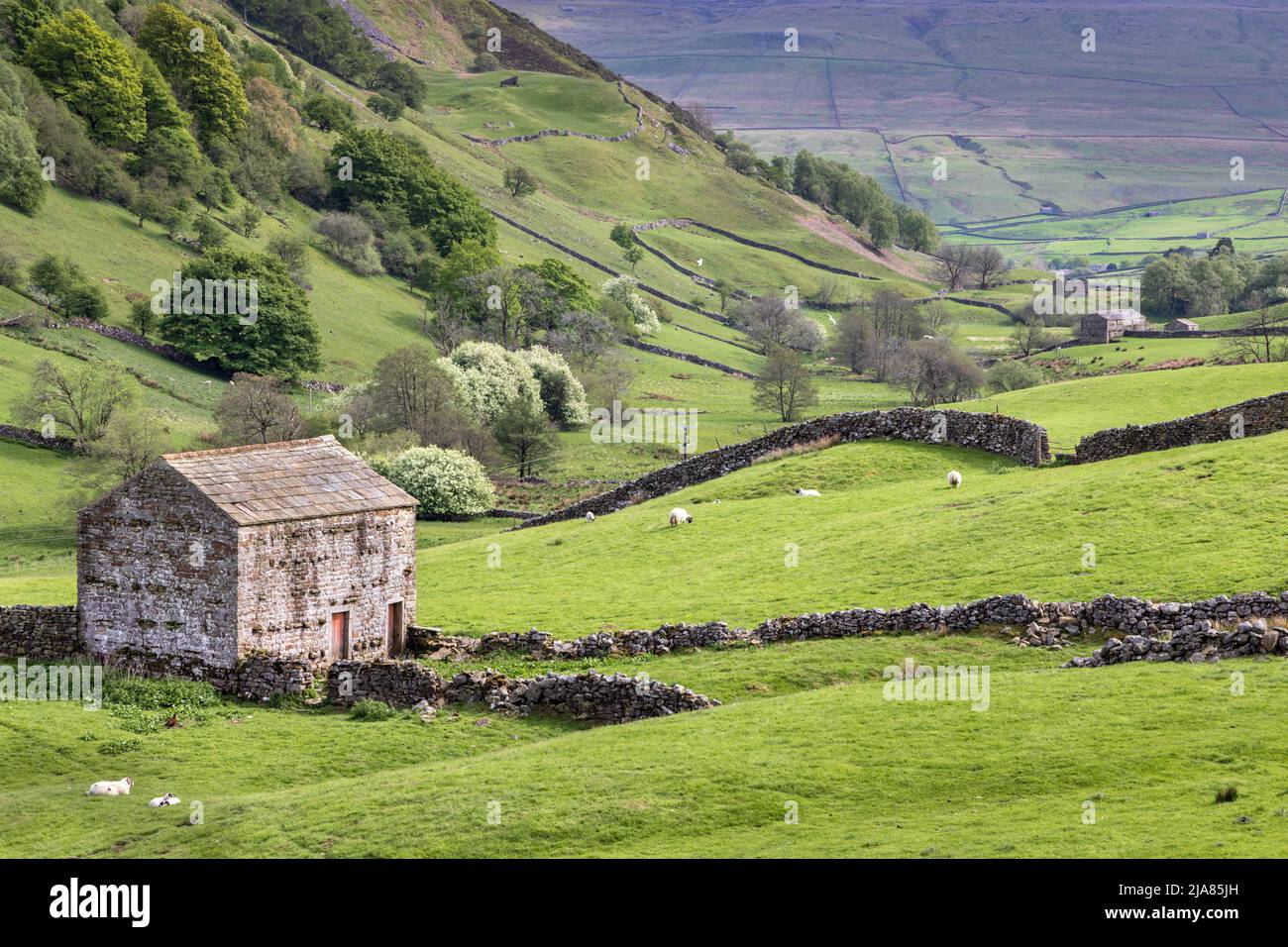 A typical stone barn and walls at Angram, set against the flanks of Kisdon Fell near Keld in Swaledale, Yorkshire Dales National Park, England, Uk Stock Photo