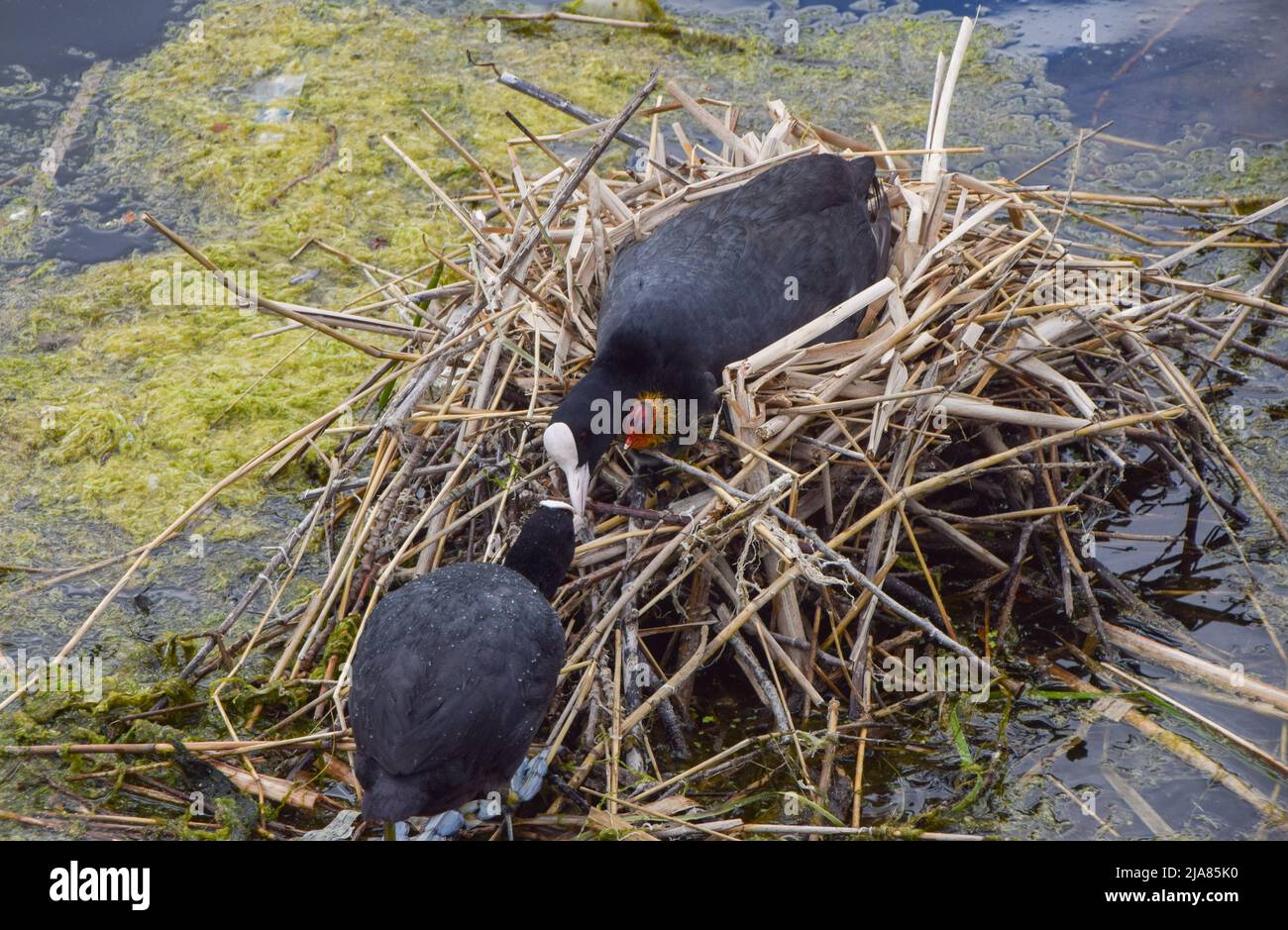 London, UK. 28th May 2022. Eurasian coot (Fulica atra) parents feed their newborn chicks in a nest in Kensington Gardens. Credit: Vuk Valcic/Alamy Live News Stock Photo