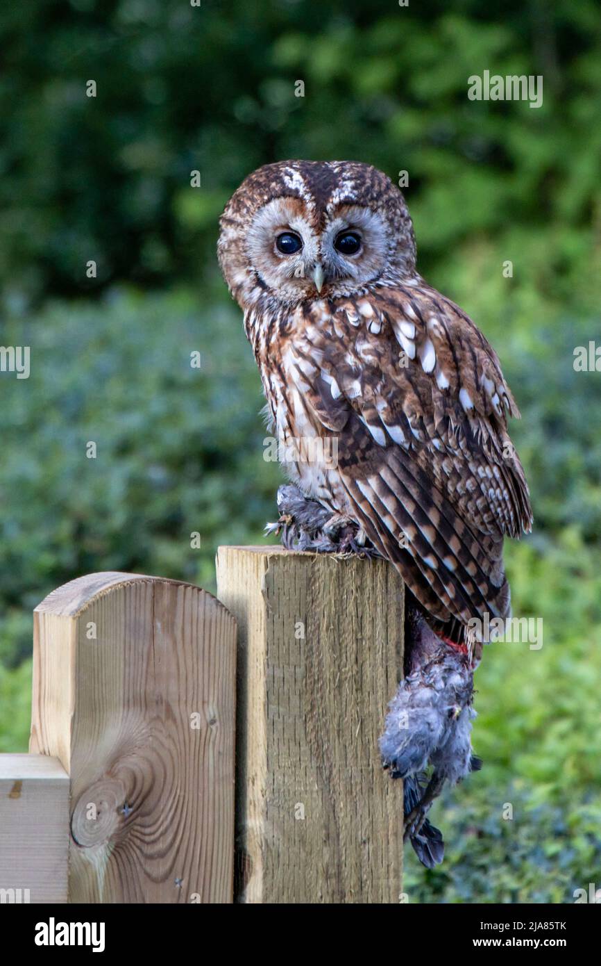 Tawny Owl perched on a gate post with prey near Hawes in the Yorkshire Dales, England. Stock Photo
