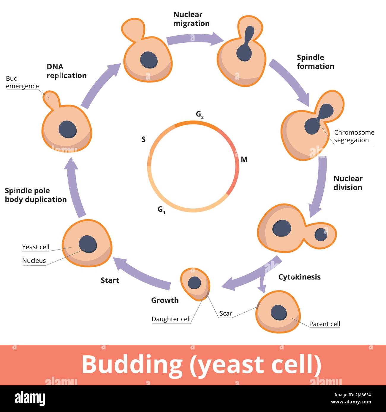 Detailed scheme of yeast budding, including chromosome segregation, nuclear division and cytokinesis Stock Vector