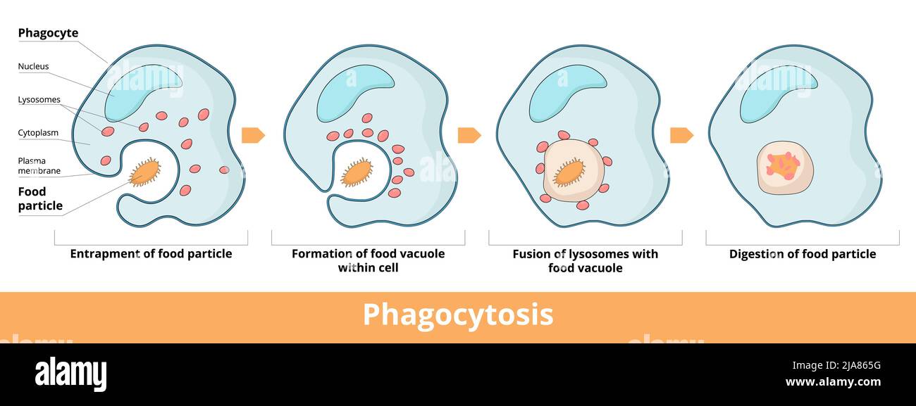 phagocytosis in four stages: entrapment of food particle, formation of food vacuole within cell, fusion of vacuole and lysosomes Stock Vector