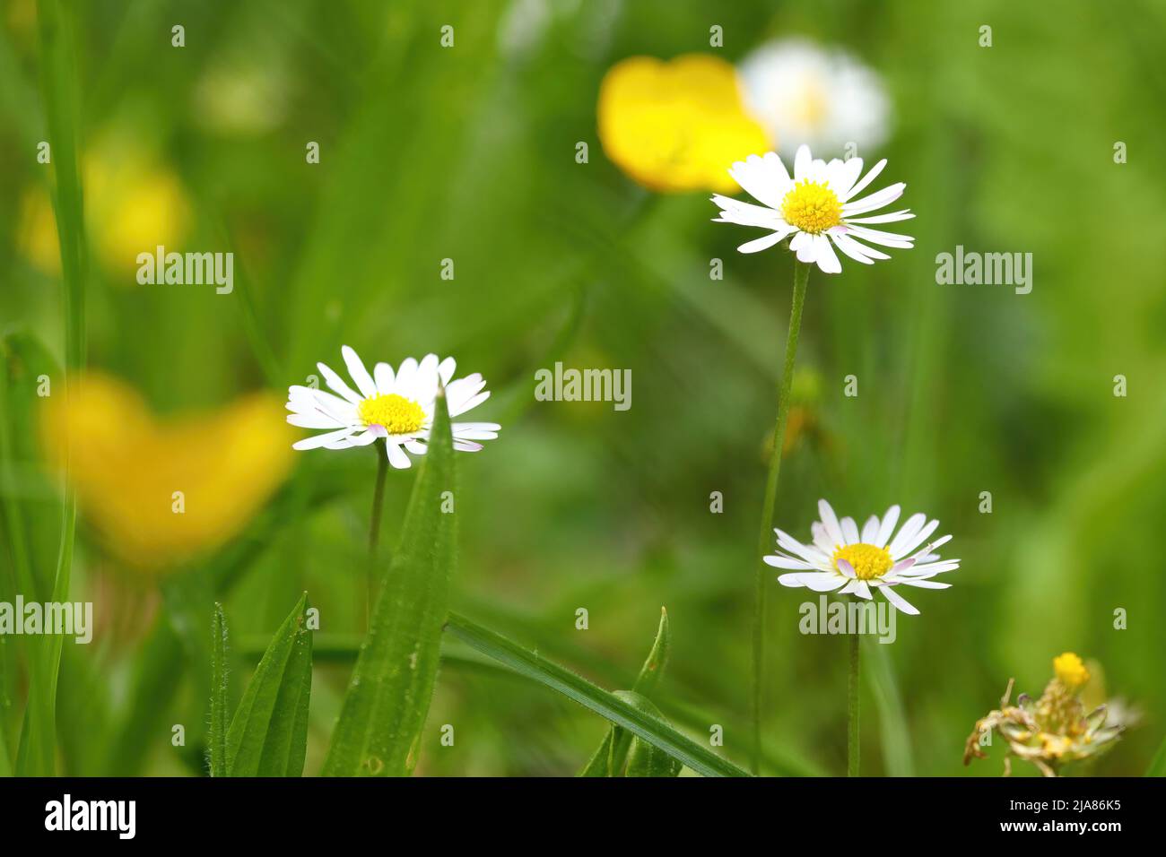 close up of a blooming daisy flower Stock Photo