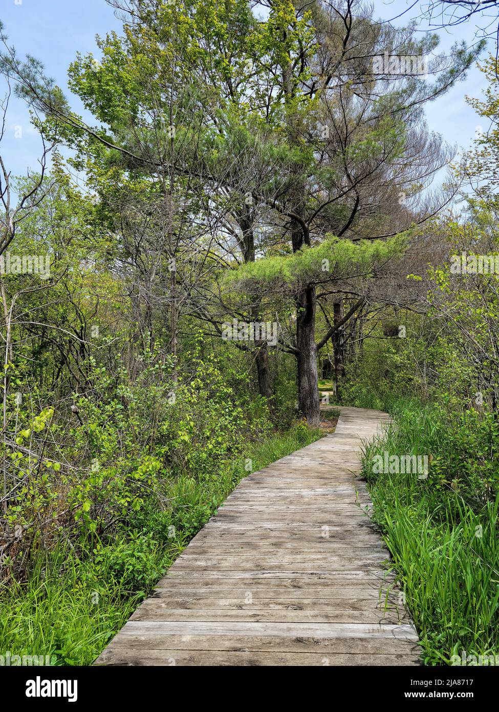 Wooden walkway in spring woods with pine trees Stock Photo